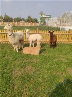 北 京黑鼻羊出售出租 各种动物租赁 适合景区和商场暖场