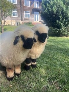 北 京黑鼻羊出售出租 各种动物租赁 适合景区和商场暖场
